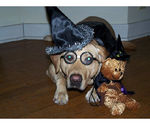Your Best Photos: Dogs in Halloween Costumes