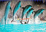 Dubai Dolphinarium | Dubai Dolphinarium Ticket & Show Price