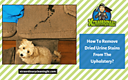 How To Remove Dried Urine Stains From The Upholstery | Lakeland, FL