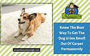 Know The Best Way To Get Dog Urine Smell Out Of Carpet Permanently