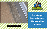 Amazing Carpet Fungus Removal Hacks | Lakeland, FL