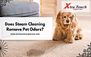 Does Steam Cleaning Remove Pet Odors | Vancouver, WA