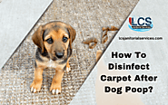 How To Disinfect Carpet After Dog Poop | San Diego, CA