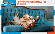 How To Get Dog Pee Smell Out Of Couch| ASAP Carpet Cleaning