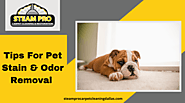 Tips That Keep in Mind For Pet Stain and Odor Removal