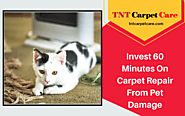 Carpet Repair From Pet Damage | El Cajon | TNT Carpet Care