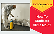 How To Eradicate Slime Mold? | El Cajon