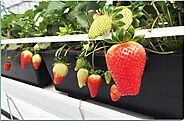 RIOCOCO Introduced BLUMIX for Growing Strawberries in coco coir Irving