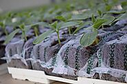 Coir substrate Grow bags for hydroponics crops