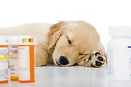 Tramadol tablets is a good treatment for dogs - Rehabilative