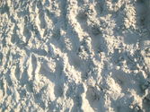 Write letters to Florida legislators, include dry sand