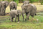 Go on Safari at Yala National Park
