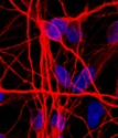 Brain cells made from urine : Nature News & Comment