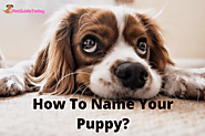 How To Name Your Puppy? - PetGuideToday
