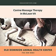 Canine Massage Therapy in McLean VA