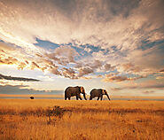 Safari the savanna, Kenya