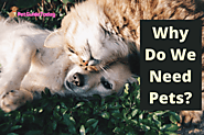 Why Do We Need Pets? - PetGuideToday