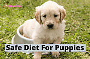 Safe Diet For Puppies - PetGuideToday