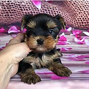 Teacup Yorkie puppies for sale Ontario, Canada & USA