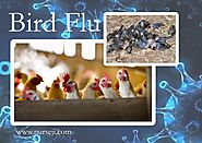 What are Experts’ opinions on Bird Flu Outbreak, symptoms, causes, and management: Chicken, Eggs are safe for you? - ...