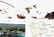 Most Common Pest in Vaughan - Pest Control Vaughan | Awesomepest