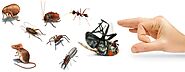 Quality Pest Control Services In Toronto - Awesome Pest Control