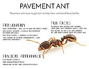 Pavement Ant treatment Toronto - Ants Control Services | Awesomepest