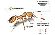 Appearance of Pharaoh Ants- Pharaoh Ant Control Service | Awesomepest