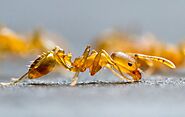 Identifying Pharaoh Ants - Pharaoh Ants Control Services | Awesomepest