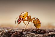 Website at https://www.awesomepest.ca/habits-of-pharaoh-ants-pharaoh-ants-control-services/