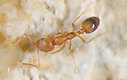 Habitats of Pharaoh Ants - Pharaoh Ants Control Services | Awesome Pest