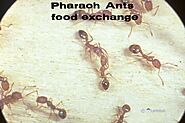 Website at https://www.awesomepest.ca/feeding-habits-of-pharaoh-an-pharaoh-ants-control-services-remove-pharaoh-ants/