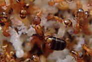 Website at https://www.awesomepest.ca/pharaoh-ants-infestations-pharaoh-ants-control-services-ants-control-services/
