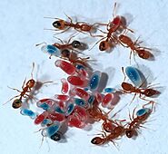 Nesting of Pharaoh Ants - Pharaoh Ants Control Services | Awesomepest