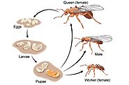 Production and life Cycle of Pharaoh Ants - Pharaoh Ants | Awesome Pest