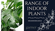 Range Of Indoor Plants