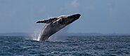 4-Hour Whale Watching Tour in Sydney Only For $90?