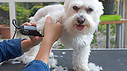 Find the best Mobile Dog Grooming Services in Littleton