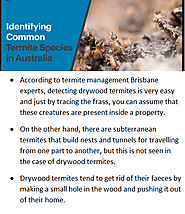 Termite Management Brisbane Services To Stop Infestation of Termites