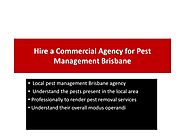 Hire a Commercial Agency for Pest Management Brisbane