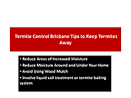 Termite Control Brisbane Tips to Keep Termites Away