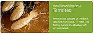 Answering Common Questions Regarding Home Termite Control