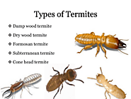 Answering Common Questions about Termites