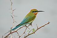 Birdwatching in Bundala National Park