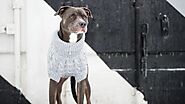 Best Tips for Getting Your Dog Ready for Winters
