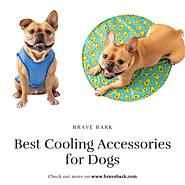 Shop Best Cooling Accessories for Dogs