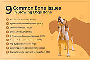 9 Common Bone Issues in Growing Dogs