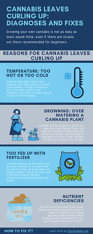 Cannabis Leaves Curling Up: Diagnoses and Fixes