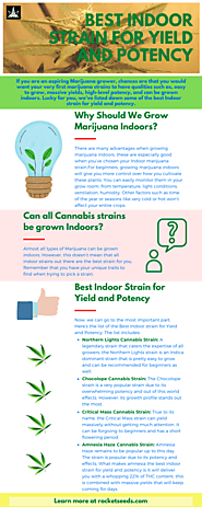 Best Indoor Strain for Yield and Potency