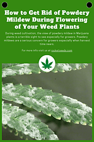 How to Get Rid of Powdery Mildew During Flowering of Your Weed Plants